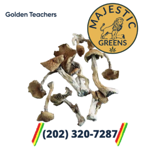 Golden Teachers Mushrooms