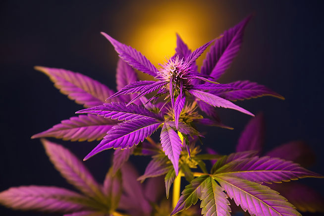 Hybrid Cannabis Strains for Majestic Greens DMV