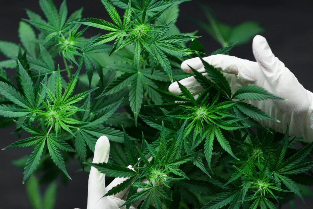 Cannabis Plant Anatomy