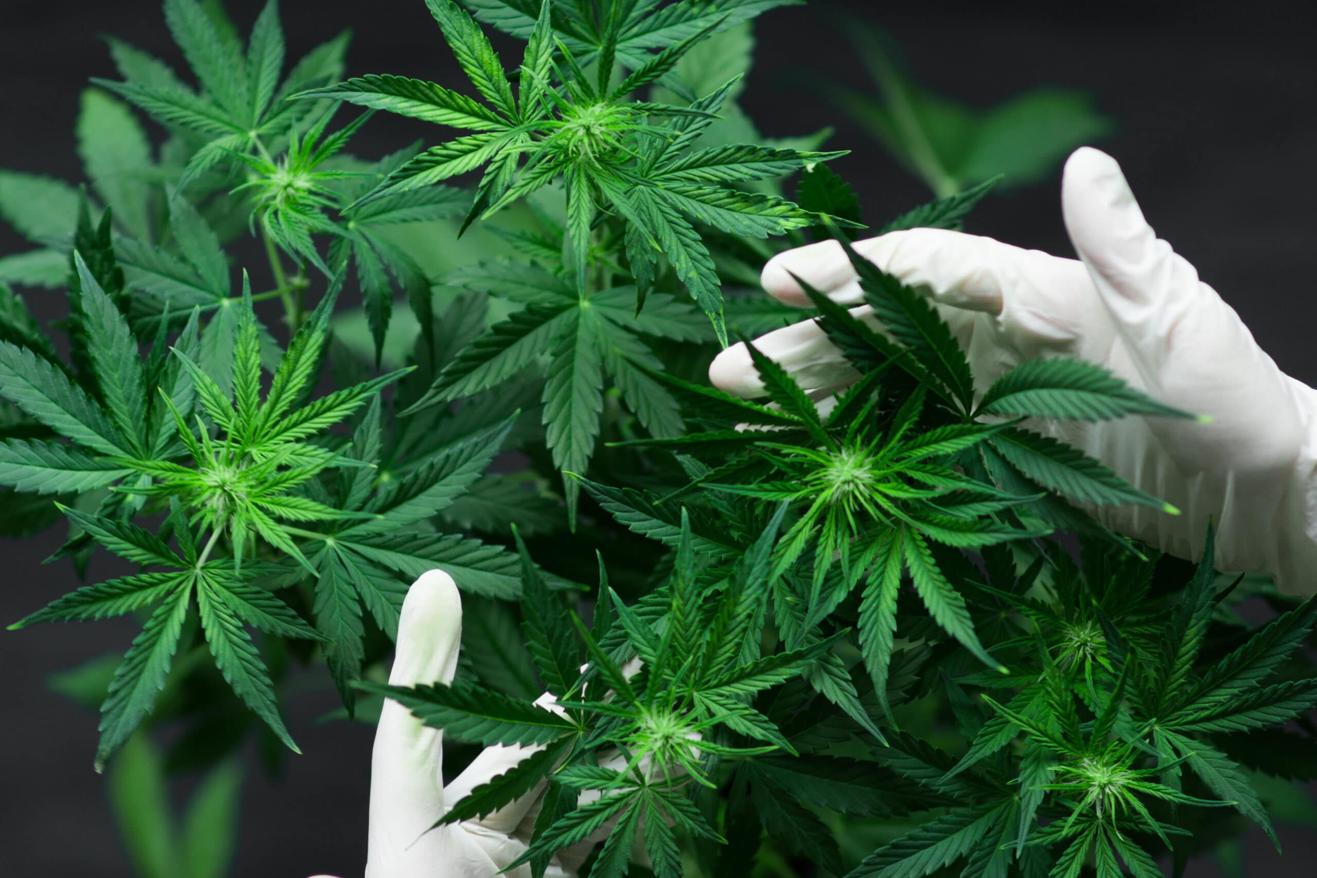 Cannabis Plant Anatomy