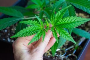 Seasonal Changes the Cannabis Majestic Greens